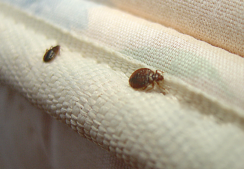 Bed bugs on deals mattresses